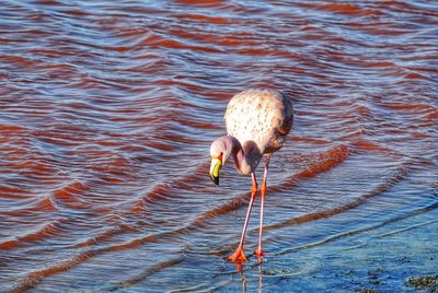 High angle view of bird in lake