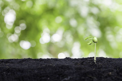 Close-up of plant growing on tree trunk