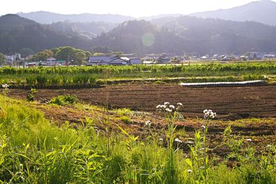 Scenic view of field against mountains