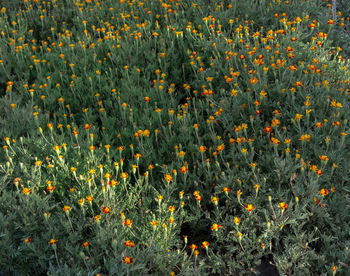 Close-up of flowering plants on land