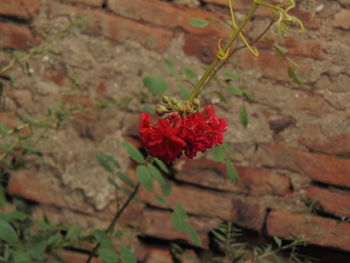 Close-up of flowers against blurred background