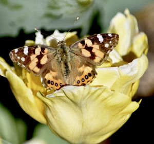 Close-up of butterfly pollinating on flower