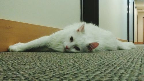 Cat sleeping on tiled floor