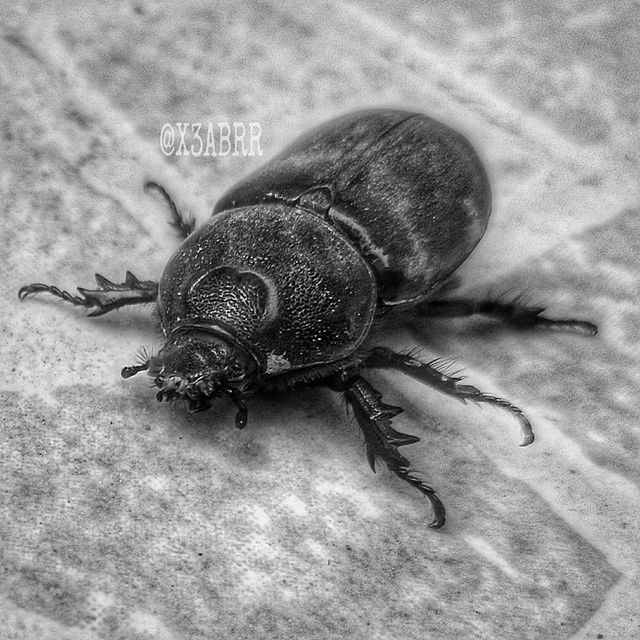 one animal, animal themes, insect, animals in the wild, wildlife, close-up, high angle view, full length, indoors, nature, dead animal, no people, day, animal antenna, zoology, black color, spider, selective focus