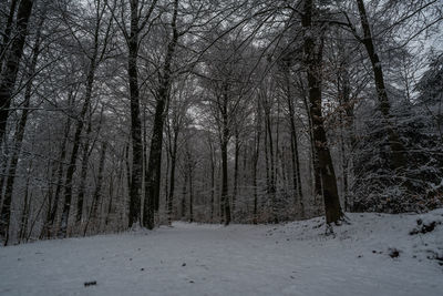 Bare trees on snow covered land during winter forest