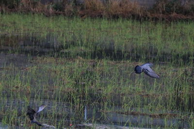 Bird flying over lake