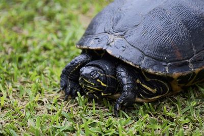 Close-up of turtle on field