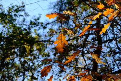 Low angle view of tree against sky during autumn