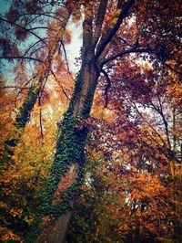 Low angle view of trees in forest