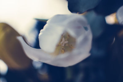 Close-up of white flower