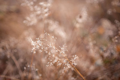 Close-up of raindrops on plant