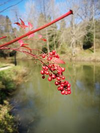 Close-up of red berries growing on tree