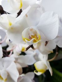 Close-up of white flowering plant