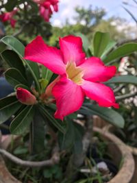 Close-up of pink flower blooming outdoors
