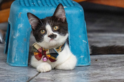 Portrait of cat looking away