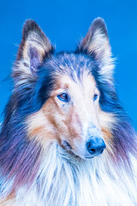 Close-up portrait of a dog over blue background