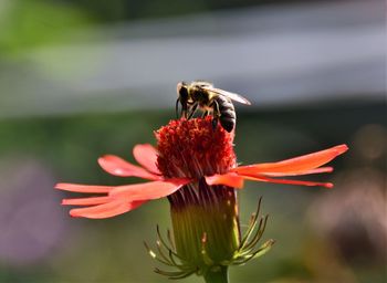 Close-up of bee pollinating on flower