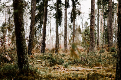 Trees in forest