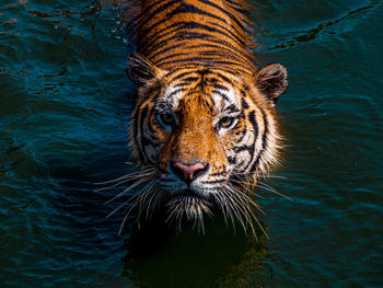 Extreme close-up of a cat drinking water