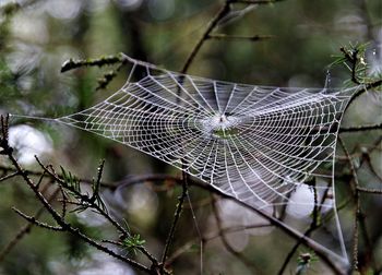 Close-up of spider web on tree