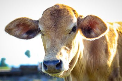 Close-up portrait of cow