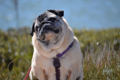 Close-up of dog looking away