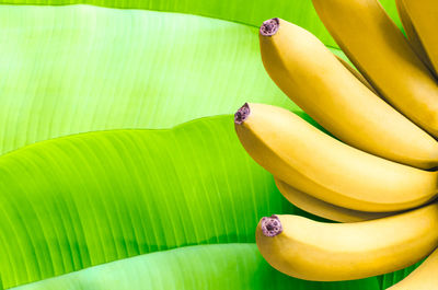 Banana fruits on green banana leaves background.