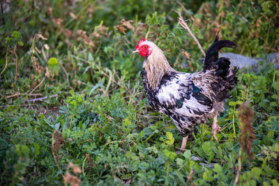 Bird in a field