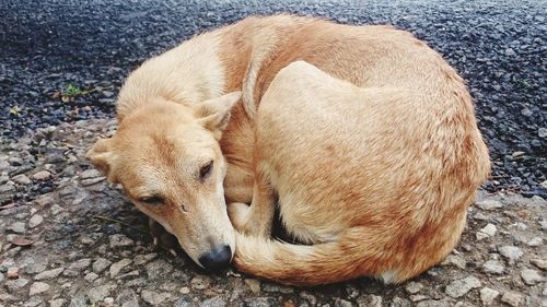 High angle view of dog resting on footpath