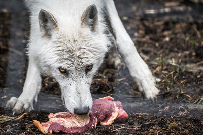 Close-up portrait of wolf eating raw meat on field