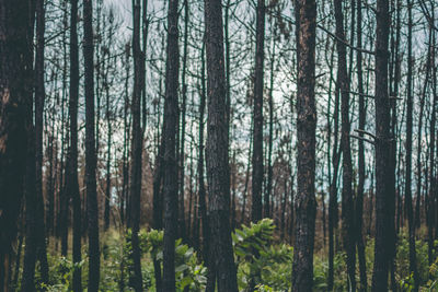 Pine trees in forest