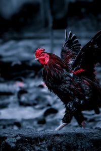 Close-up of rooster walking on rock