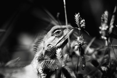 Close-up of a lizard on flower