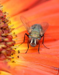 Close-up of insect on flower