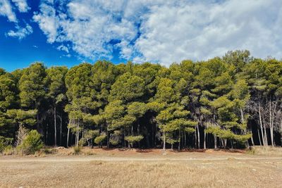 Trees growing on field against sky