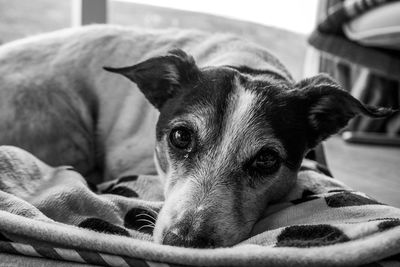 Close-up portrait of dog relaxing on bed at home