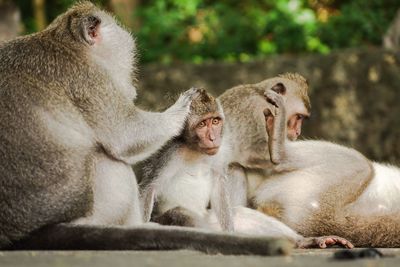 Portrait of a monkey