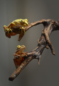 Close-up of frog on plant against gray background