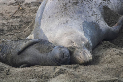 View of an animal sleeping on sand