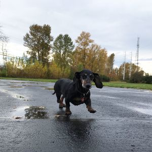 Black dog on road against sky