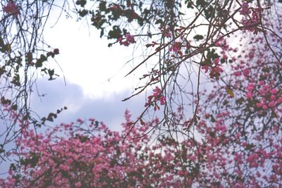 Low angle view of cherry blossoms in spring