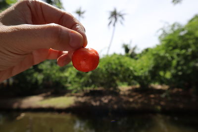 Close-up of hand holding strawberry