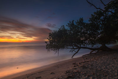 Silhouette tree on beach against sky during sunset