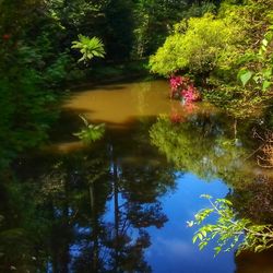 Reflection of trees on water