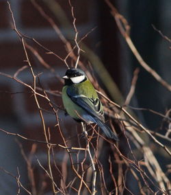 Close-up of bird perching on branch