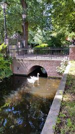 Birds in water