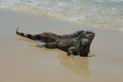 High angle view of iguana on seashore at beach