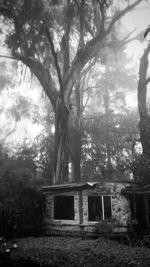 Trees growing on wall