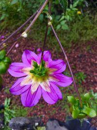 Close-up of purple flower blooming outdoors