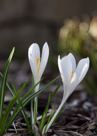 Close-up of white crocus